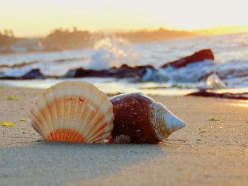 Surface level of seashells at beach during sunset