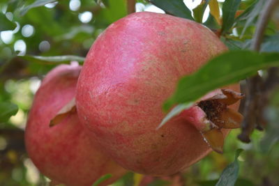 Close-up of apple growing on tree