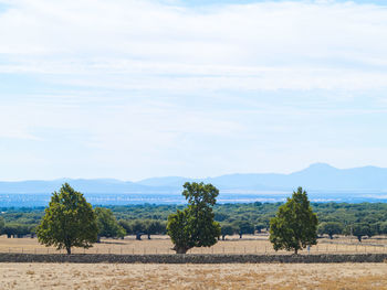 Trees on field against sky