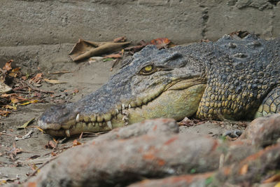 Close-up of crocodile on land