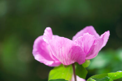 Close-up of pink flowering plant