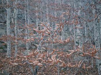 Close-up of bare tree in forest