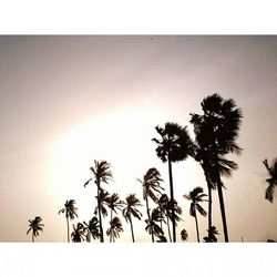 Low angle view of palm trees against sky