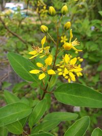 Close-up of yellow flowers