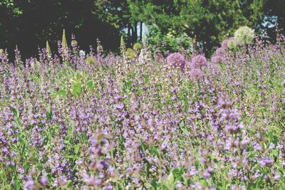 Close-up of pink flowering plant in field