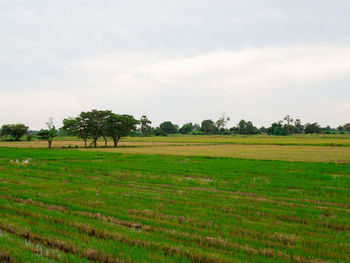 Trees on grassy landscape against the sky