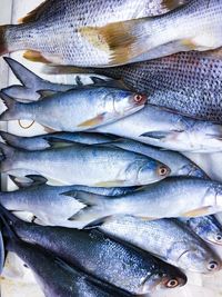 Close-up of fish for sale in market