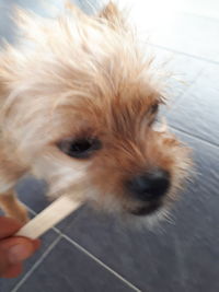 Close-up of hand holding dog