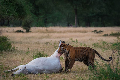 Tiger in a field