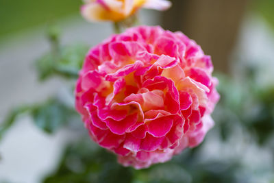 Close-up of pink rose