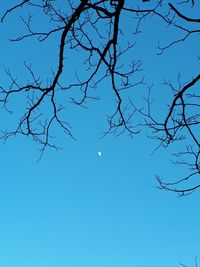 Low angle view of bare tree against blue sky