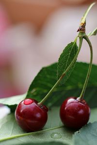 Close-up of red berries