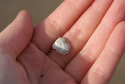 Cropped hand holding seashell