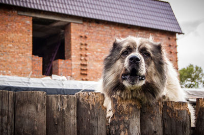 Portrait of a dog looking away