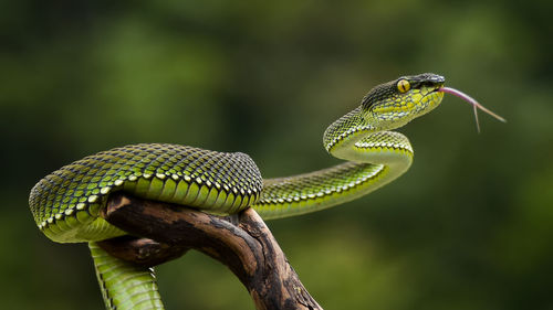 Beautiful green pit viper