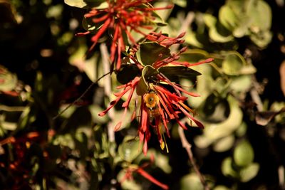 Close-up of red flower