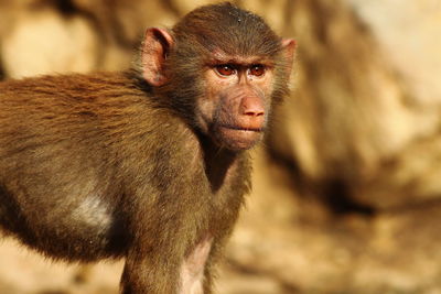 Portrait of young man looking away