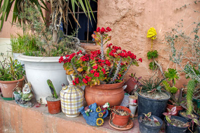 Potted plants in yard