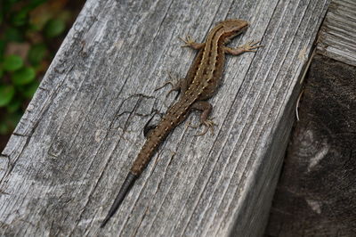 Close-up of lizard on tree trunk