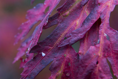 Close-up of plant during autumn