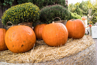 Close-up of pumpkins against orange sky