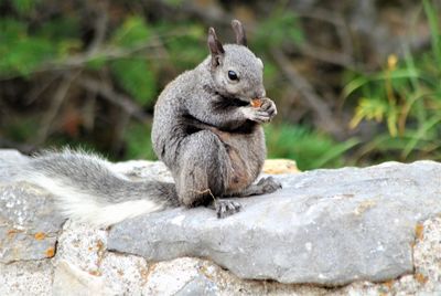 Squirrel on rock