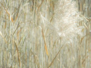 Close-up of wheat plants