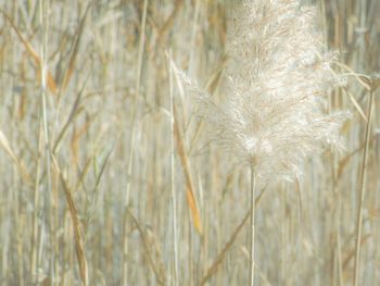 Close-up of stems against blurred background