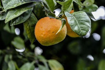 Close-up of orange fruit on tree