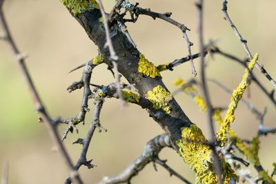 Low angle view of branch against blurred background