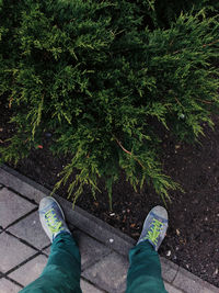 Low section of man standing by plants