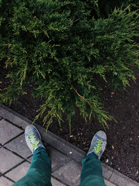 Low section of man standing by plants