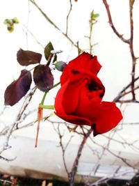 Close-up of red rose