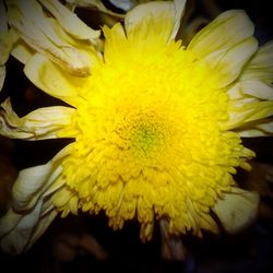 Close-up of yellow flower blooming outdoors