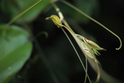 Close-up of flowering plant