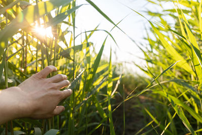 Person hand holding plant on field against bright sun