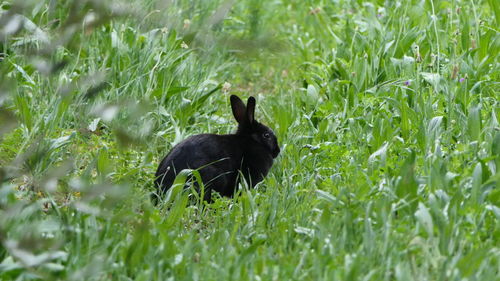 Black swan on a field