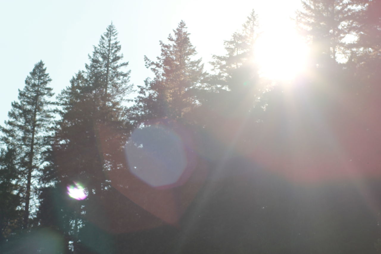 LOW ANGLE VIEW OF SUNLIGHT STREAMING THROUGH TREE