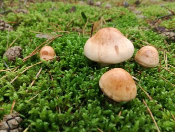 Close-up of mushrooms on grass