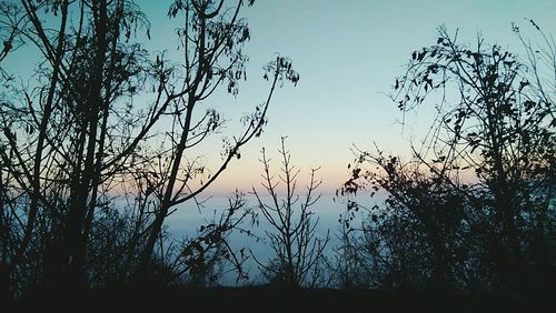 Bare trees against sky