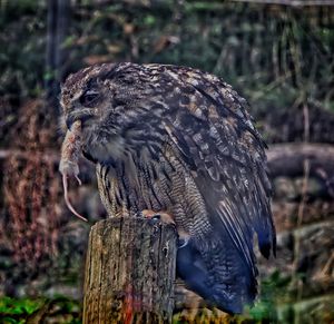 Close-up of eagle perching on wooden post