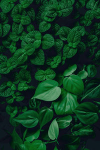 Full frame shot of green leaves