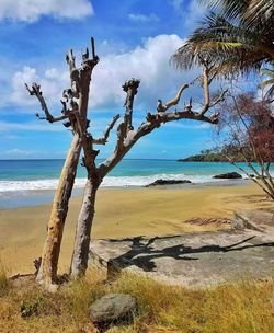 Trees on beach against sky