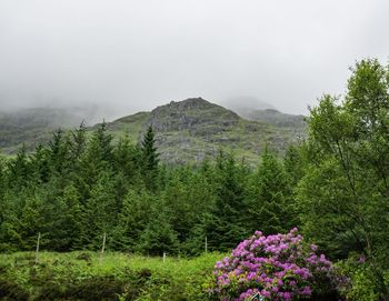 Summer in highlands, scotland