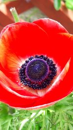 Close-up of red flower