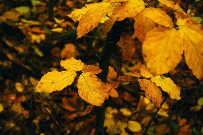 leaf