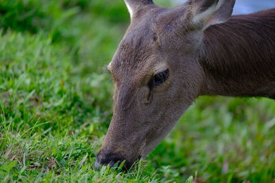 Sambar Deer