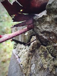 Close-up of tree trunk