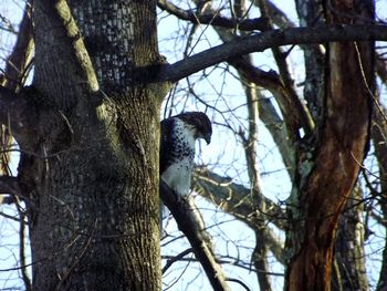 Low angle view of bare tree