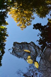 Low angle view of trees against sky